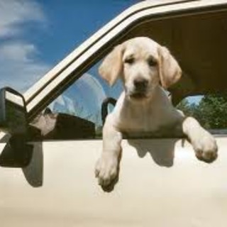 Arriva l'estate e l'Enpa attiva il servizio di vigilanza stradale ed autostradale