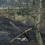 Quiliano, incendio a Cadibona: interessata una parte di zona boschiva, fiamme vicino alle abitazioni ma senza conseguenze