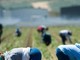 Caporalato agricolo ad Albenga: otto rinvii a giudizio