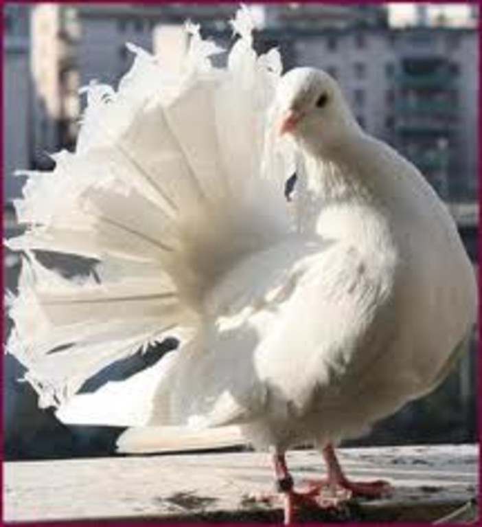 Colomba Pavoncella Colomba Pavoncella