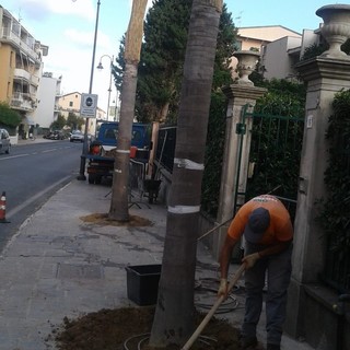 Finale, due famiglie donano alberature al comune: i ringraziamenti del sindaco