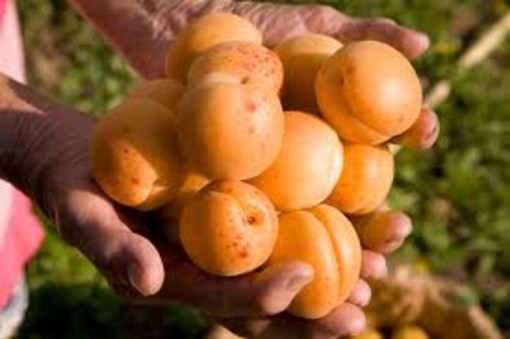 Albicocca di Valleggia: Slow Food benedice l'accordo tra cooperative di produttori e dettaglianti