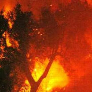 Imperia: bruciati sul territorio oltre 40 ettari di bosco