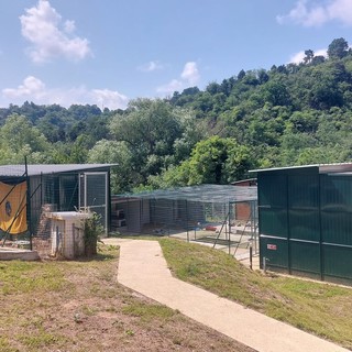 Troppi ricoverati e poco personale: il Cras di Cadibona interrompe il recupero e l'ingresso degli animali selvatici