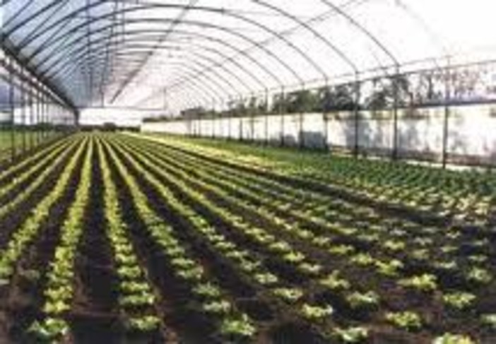 Regione: agricoltura, scontro con il Governo su sgravi accise gasolio Regione: agricoltura, scontro con il Governo su sgravi accise gasolio