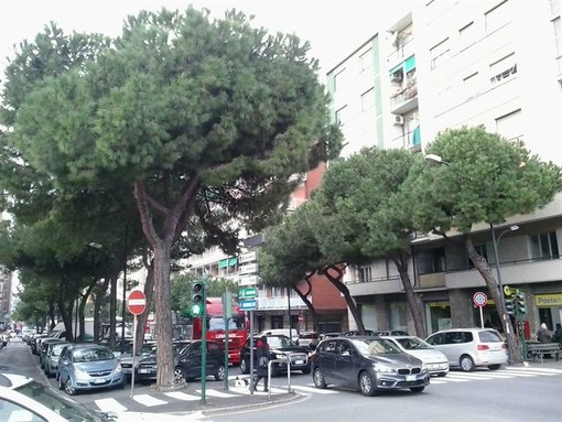 Savona, abbattimento pini in corso Tardy &amp; Benech. WWF: "Danno ambientale molto rilevante"