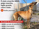 Varazze, levriero smarrito a Cantalupo: ricerche in corso