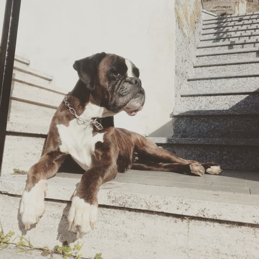 La sua "mamma" umana è scomparsa, Love cerca casa