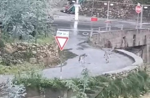 Branco di lupi a Tovo San Giacomo nella zona di Cà di Giurni (VIDEO) Branco di lupi a Tovo San Giacomo nella zona di Cà di Giurni (VIDEO)