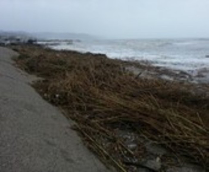 Albenga, ordinanza del sindaco Cangiano sul ritiro della legna in spiaggia