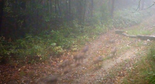 Cucciolata di nove lupi in Liguria, il video immortala la mamma e i suoi lupacchiotti