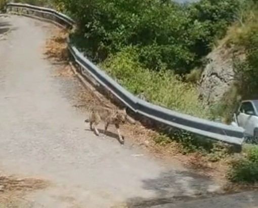Un lupo vicino alla tomba di Pertini, gli animalisti: ‘Polemica surreale, si usa la paura’” Un lupo vicino alla tomba di Pertini, gli animalisti: ‘Polemica surreale, si usa la paura’”