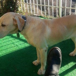 Varazze, diamo una mano a Claudia a ritrovare il labrador Atos