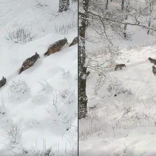 Fotogrammi del branco ripreso, in realtà, a Civitella Alfedena