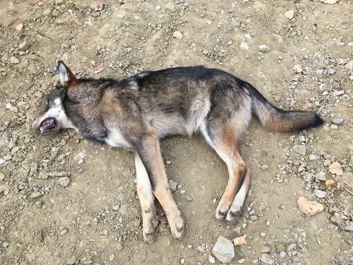 Roccavignale, trovato un giovane lupo senza vita in frazione Strada (FOTO)