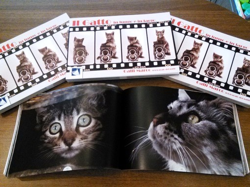 Foto artistiche di gatti in vendita per beneficienza a Varazze