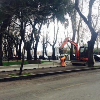 Alberi tagliati in piazza del Popolo a Savona: la Pongiglione chiede una commissione ad hoc