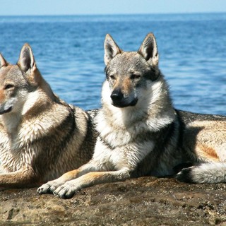 Lupi in Liguria, la denuncia dell'Enpa: "150 esemplari in Liguria? La realtà è forse diversa"