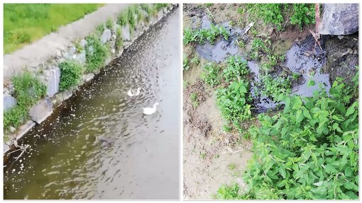 Sversamento liquami nel fiume, Impegno per Carcare: "La giunta De Vecchi non affronta i problemi"; il sindaco: "Stiamo monitorando" (VIDEO) Sversamento liquami nel fiume, Impegno per Carcare: "La giunta De Vecchi non affronta i problemi"; il sindaco: "Stiamo monitorando" (VIDEO)