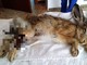 Cairo: l'Enpa soccorre una lepre gravemente ferita, ma l'animale muore poco dopo