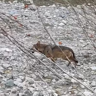 Santuario, un lupo ripreso nel greto del Letimbro mentre i fedeli aspettano l'arrivo della processione. Osa: "Voleva parlare con San Francesco?"