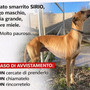 Varazze, levriero smarrito a Cantalupo: ricerca in corso