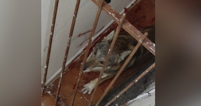 Lupo sul terrazzo di casa a Toirano, l’on. Bruzzone (Lega): “Va ripresa al più presto la legge sui grandi carnivori”