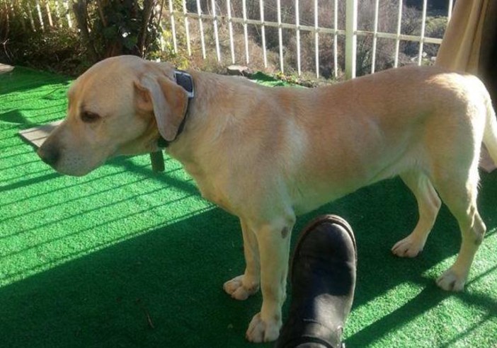 Varazze, diamo una mano a Claudia a ritrovare il labrador Atos