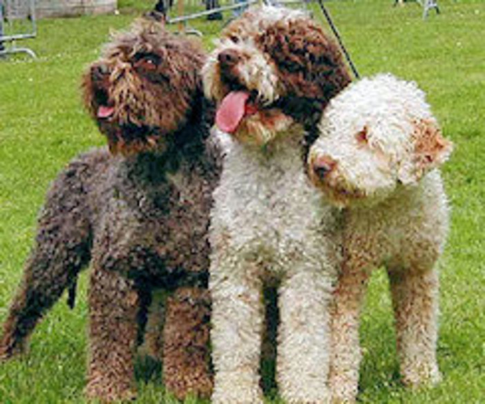 A Cosseria la prima edizione della Sfilata del Cane da Tartufo A Cosseria la prima edizione della Sfilata del Cane da Tartufo