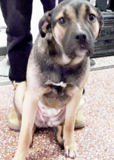 L'appello dell'Enpa: "Servono stalli urgenti per sei cani" L'appello dell'Enpa: "Servono stalli urgenti per sei cani"