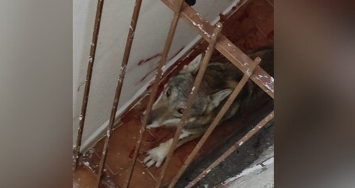 Lupo sul terrazzo di casa a Toirano, l’on. Bruzzone (Lega): “Va ripresa al più presto la legge sui grandi carnivori”