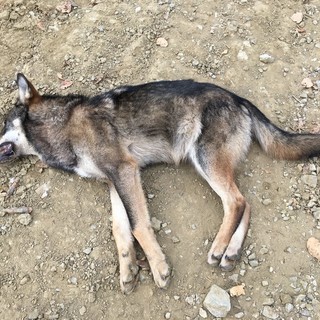 Roccavignale, trovato un giovane lupo senza vita in frazione Strada (FOTO)