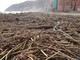 Laigueglia: spiagge sommerse dai cumuli di legna, da subito uniti per fronteggiare l'emergenza