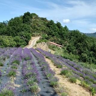 Domenica 11 agosto ritorna la Festa della Lavanda a Pigna