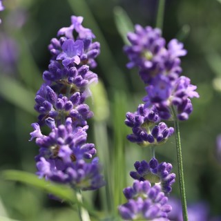 La Lavanda della Riviera dei Fiori sarà presente con i suoi prodotti