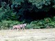 Cairo, avvistati due esemplari di lupo nella Riserva Naturale dell'Adelasia (FOTO)