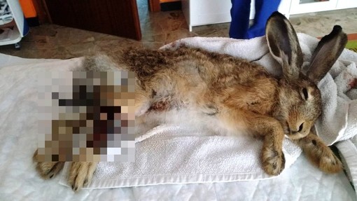 Cairo: l'Enpa soccorre una lepre gravemente ferita, ma l'animale muore poco dopo
