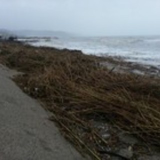 Savona: via libera per lo smaltimento delle sterpaglie portate dalle mareggiate in spiaggia Savona: via libera per lo smaltimento delle sterpaglie portate dalle mareggiate in spiaggia