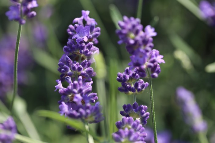 La Lavanda della Riviera dei Fiori sarà presente con i suoi prodotti