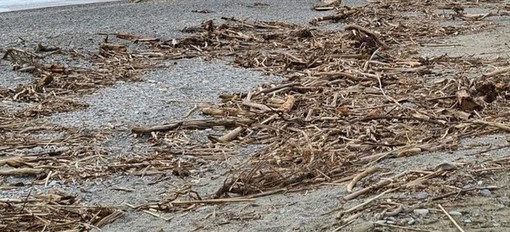 Loano: sì alla raccolta di legna sulle spiagge purché senza fini di lucro