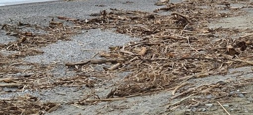 Loano: sì alla raccolta di legna sulle spiagge purché senza fini di lucro Loano: sì alla raccolta di legna sulle spiagge purché senza fini di lucro