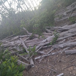 Le foto scattate in località "4 strade", una zona che interessa i comuni di Carcare, Pallare, Mallare e Altare