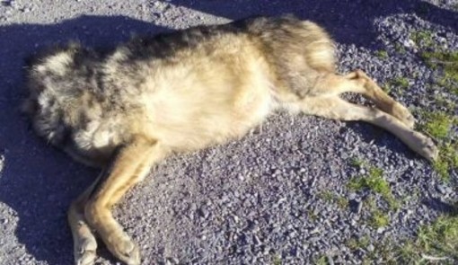 Mail Bombing contro la caccia al lupo, &quot;Chi ha paura del lupo cattivo?&quot;