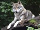 Emergenza lupi: ordine del giorno del Consigliere regionale De Paoli