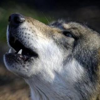 Lupi nel Savonese, sbranate 4 capre