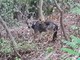 Lupi in Val Maremola, c'è chi si preoccupa ma il sindaco Oddo invita alla calma: "Animale diffidente, non vede l'uomo come preda"