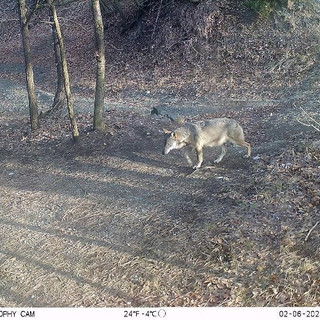 Il lupo nel Parco Beigua: i risultati di 12 anni di fototrappolaggio