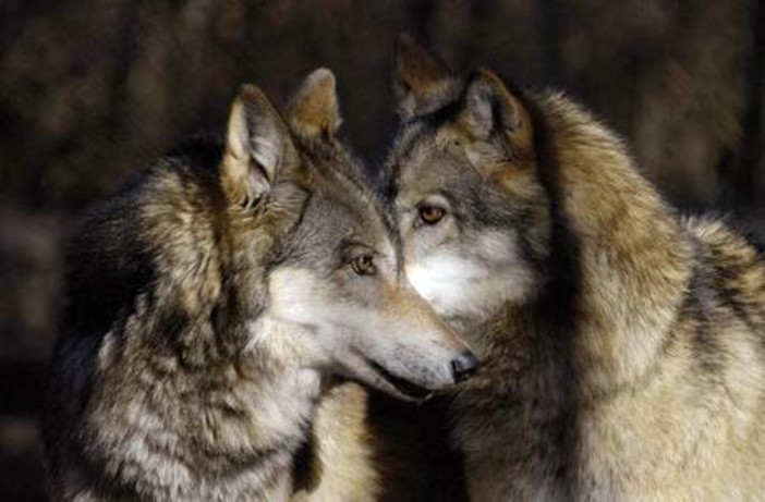 Loano, alla scoperta dei segreti della vita dei lupi