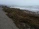 Savona: via libera per lo smaltimento delle sterpaglie portate dalle mareggiate in spiaggia