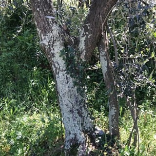 Rete Savonese Fermiamo il Carbone: "Intorno a Vado Ligure 'rifioriscono' i licheni"